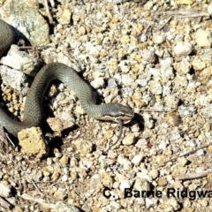 Drysdalia coronoides (White-lipped Snake) at Jagungal Wilderness, NSW - 6 Apr 2016 by BarrieR