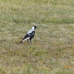 Gymnorhina tibicen (Australian Magpie) at Jerrabomberra Wetlands - 29 Jul 2015 by ChrisDavey