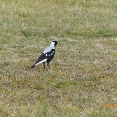 Gymnorhina tibicen (Australian Magpie) at Fyshwick, ACT - 29 Jul 2015 by ChrisDavey