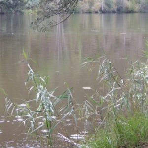 Phragmites australis at Bullen Range - 21 Jan 2016