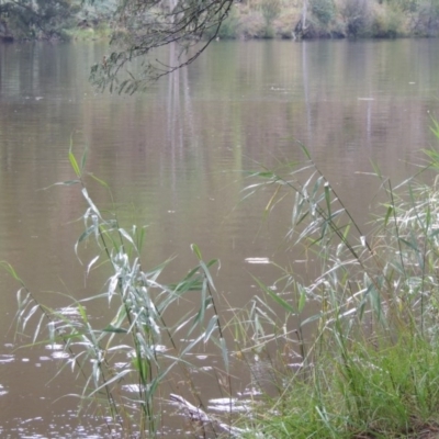 Phragmites australis (Common Reed) at Bullen Range - 21 Jan 2016 by MichaelBedingfield