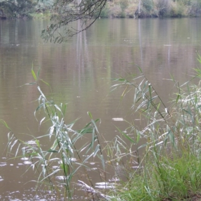 Phragmites australis (Common Reed) at Bullen Range - 21 Jan 2016 by michaelb