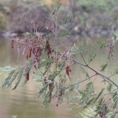 Acacia dealbata (Silver Wattle) at Bullen Range - 21 Jan 2016 by michaelb