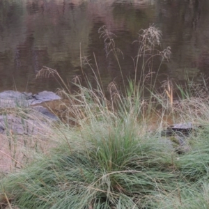 Eragrostis curvula at Bullen Range - 21 Jan 2016 07:50 PM