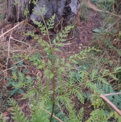 Pteridium esculentum (Bracken) at Kambah Pool - 21 Jan 2016 by michaelb