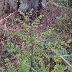 Pteridium esculentum at Kambah Pool - 21 Jan 2016 08:06 PM