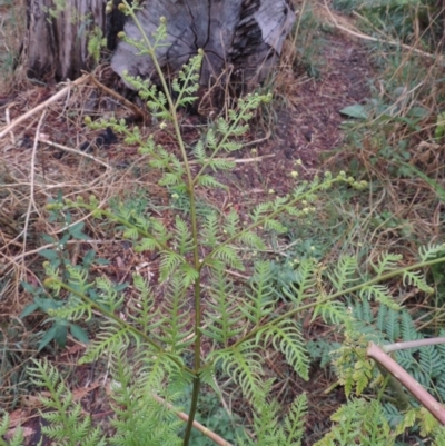 Pteridium esculentum (Bracken) at Kambah Pool - 21 Jan 2016 by michaelb