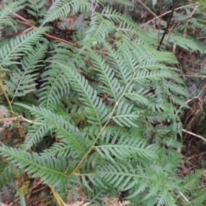 Pteridium esculentum at Kambah Pool - 21 Jan 2016 08:06 PM