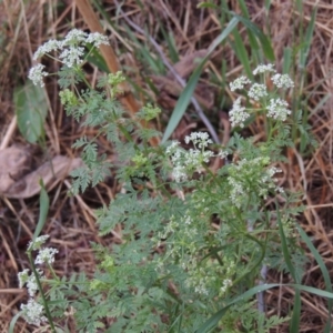 Conium maculatum at Kambah Pool - 21 Jan 2016