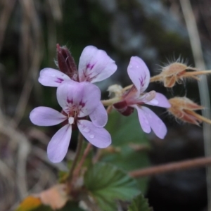 Pelargonium australe at Kambah Pool - 21 Jan 2016