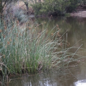 Schoenoplectus tabernaemontani at Kambah Pool - 21 Jan 2016