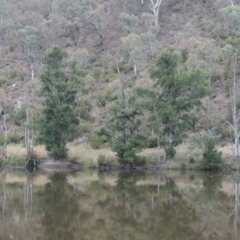 Casuarina cunninghamiana subsp. cunninghamiana (River She-Oak, River Oak) at Kambah Pool - 21 Jan 2016 by MichaelBedingfield