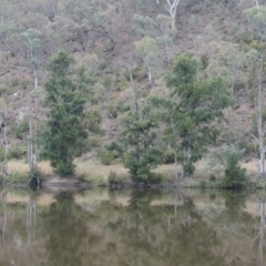 Casuarina cunninghamiana subsp. cunninghamiana (River She-Oak, River Oak) at Kambah Pool - 21 Jan 2016 by michaelb