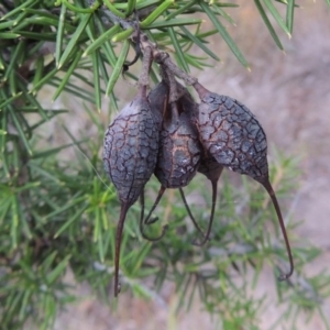 Grevillea juniperina at Greenway, ACT - 25 Jan 2016