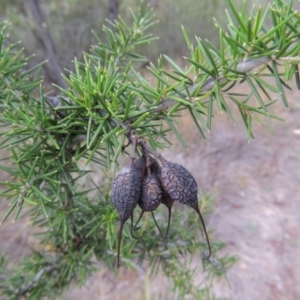 Grevillea juniperina at Greenway, ACT - 25 Jan 2016