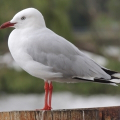 Chroicocephalus novaehollandiae (Silver Gull) at Greenway, ACT - 27 Jan 2016 by michaelb