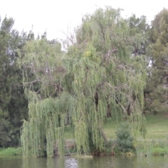 Salix babylonica (Weeping Willow) at Lake Tuggeranong - 27 Jan 2016 by michaelb