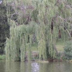 Salix babylonica at Greenway, ACT - 27 Jan 2016