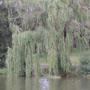 Salix babylonica at Greenway, ACT - 27 Jan 2016