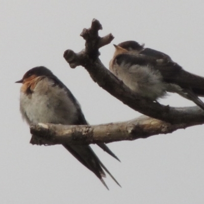 Hirundo neoxena (Welcome Swallow) at Greenway, ACT - 27 Jan 2016 by michaelb