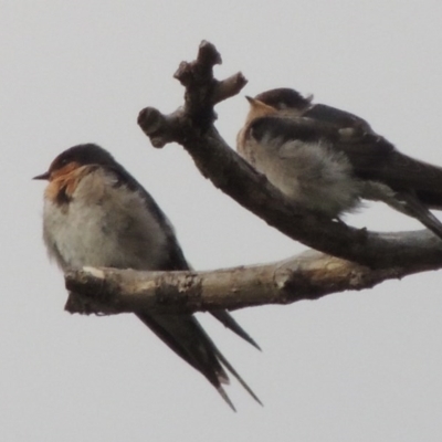 Hirundo neoxena (Welcome Swallow) at Greenway, ACT - 27 Jan 2016 by MichaelBedingfield