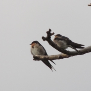 Hirundo neoxena at Greenway, ACT - 27 Jan 2016 07:41 PM