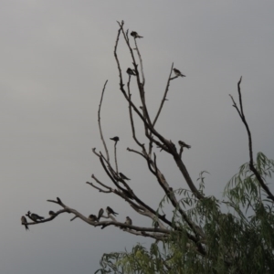 Hirundo neoxena at Greenway, ACT - 27 Jan 2016 07:41 PM