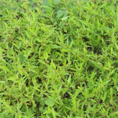 Persicaria prostrata (Creeping Knotweed) at Greenway, ACT - 28 Jan 2016 by MichaelBedingfield