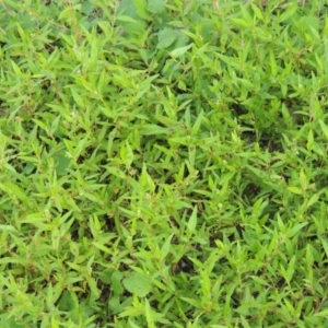 Persicaria prostrata at Greenway, ACT - 28 Jan 2016