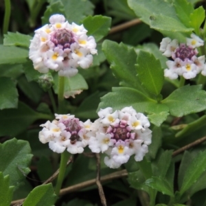 Phyla nodiflora at Greenway, ACT - 27 Jan 2016