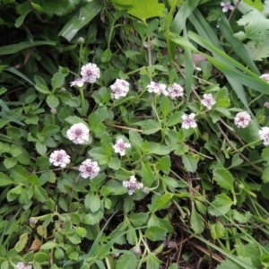 Phyla nodiflora at Greenway, ACT - 27 Jan 2016