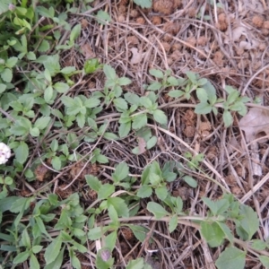 Phyla nodiflora at Greenway, ACT - 27 Jan 2016