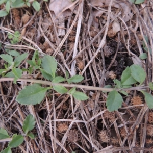 Phyla nodiflora at Greenway, ACT - 27 Jan 2016