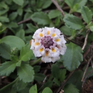 Phyla nodiflora at Greenway, ACT - 27 Jan 2016