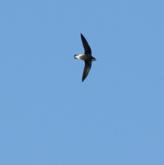 Hirundapus caudacutus (White-throated Needletail) at Garran, ACT - 11 Mar 2016 by roymcd