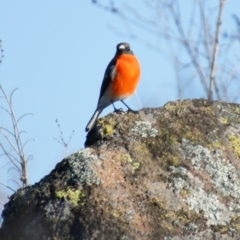 Petroica phoenicea (Flame Robin) at Mount Mugga Mugga - 16 Aug 2015 by roymcd