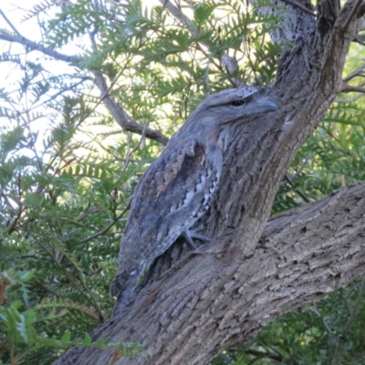 Podargus strigoides (Tawny Frogmouth) at Hawker, ACT - 22 May 2012 by Philip