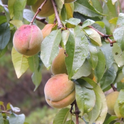 Prunus persica (Peach, Nectarine) at Chisholm, ACT - 31 Jan 2016 by michaelb