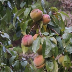 Prunus persica at Chisholm, ACT - 31 Jan 2016 07:04 PM