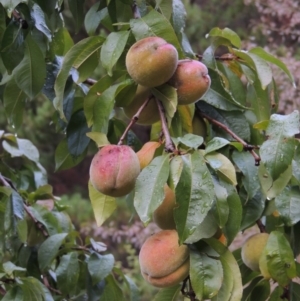 Prunus persica at Chisholm, ACT - 31 Jan 2016 07:04 PM