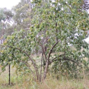 Prunus persica at Chisholm, ACT - 31 Jan 2016