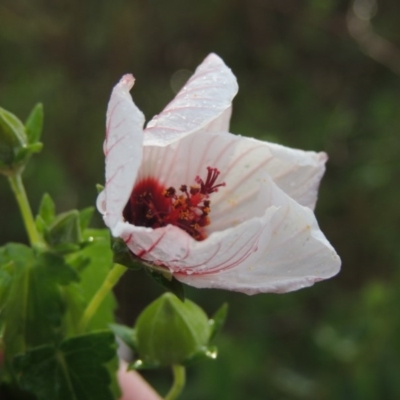 Pavonia hastata (Spearleaf Swampmallow) at Chisholm, ACT - 31 Jan 2016 by michaelb