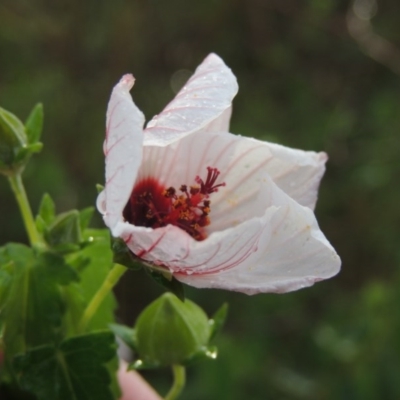 Pavonia hastata (Spearleaf Swampmallow) at Chisholm, ACT - 31 Jan 2016 by MichaelBedingfield