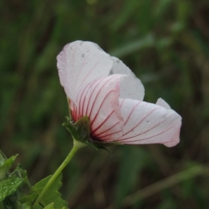 Pavonia hastata at Chisholm, ACT - 31 Jan 2016 07:16 PM