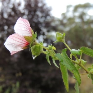 Pavonia hastata at Chisholm, ACT - 31 Jan 2016 07:16 PM