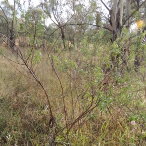 Pavonia hastata at Chisholm, ACT - 31 Jan 2016 07:16 PM