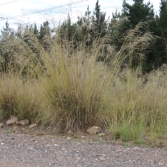 Eragrostis curvula (African Lovegrass) at Chisholm, ACT - 31 Jan 2016 by MichaelBedingfield