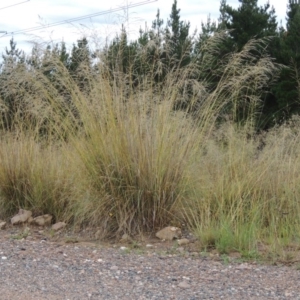 Eragrostis curvula at Chisholm, ACT - 31 Jan 2016