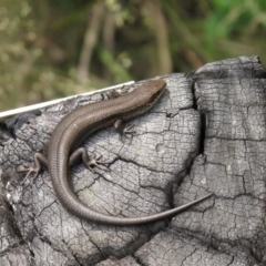 Pseudemoia entrecasteauxii (Woodland Tussock-skink) at Cotter River, ACT - 5 Jan 2011 by Philip