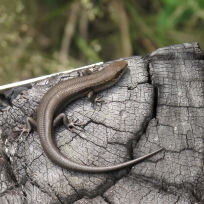 Pseudemoia entrecasteauxii (Woodland Tussock-skink) at Cotter River, ACT - 4 Jan 2011 by Philip